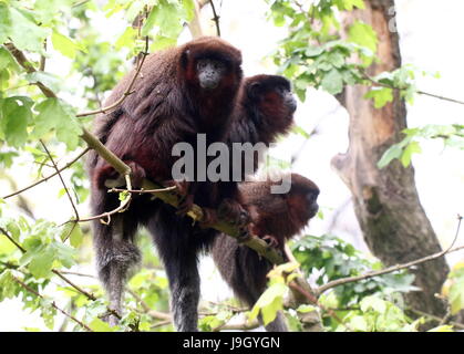 Familie der südamerikanischen kupferfarbenen oder Kupfer gefärbt Titi-Affen (Callicebus Cupreus) in einem Baum. Stockfoto