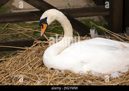 UK England, Dorset, Abbotsbury, Swannery, Höckerschwan auf dem Nest sitzen Stockfoto