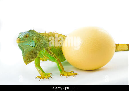 ein Straußenei grüner Leguan Echse .whith .reptile Sit auf weißem Hintergrund Stockfoto