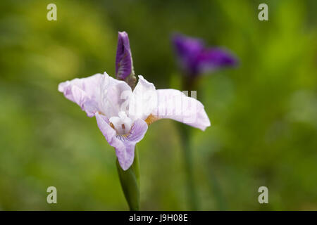 Iris Sibirica Blüten im Frühsommer. Stockfoto