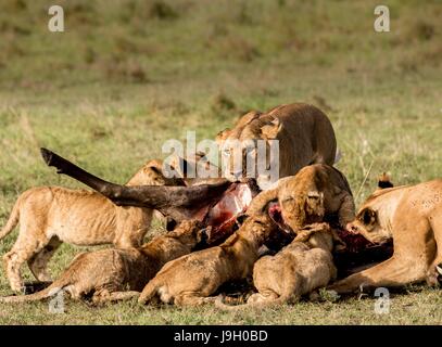 Schöne afrikanische Tierwelt Stockfoto