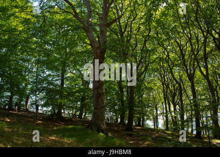 Blick auf die alten Buchenwälder im Nationalpark Jasmund in der Nähe von Sassnitz auf der Insel Rügen, Deutschland, 2. Juni 2017 fotografiert. Das Natur-Park-Center informiert über die Schaffung von einzigartigen Kreidefelsen vor 70 Millionen Jahren. Das UNESCO-Welterbe in Deutschland laden Sie Besucher über Pfingstwochenende mit dem Motto "Weltkulturerbestätten Marketingwettbewerb" (lit.) "Welterbe verbindet"). Die zentrale Öffnung wird am 4. Juni auf der Weltkulturerbe alte Buchenwälder auf Rügen Insel gefeiert. Foto: Stefan Sauer/Dpa-Zentralbild/dpa Stockfoto