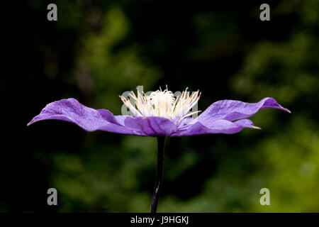 Horizontalebene Blick auf einer lila Clematis Jackmanii, Massachusetts, USA Stockfoto