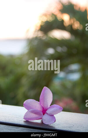 Rosa Frangipani Blume auf einem Deck Geländer bei Sonnenuntergang, St. John, USVI Stockfoto