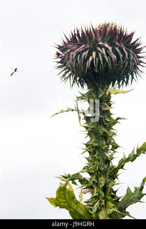 Scotch Distel (Onopordum Acanthium) und Wespe, Stockholm, Schweden. Auch bekannt als Eselsdistel Stockfoto