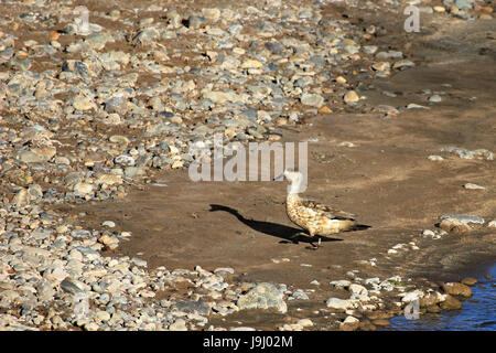 Erklommene Ente, Lophonetta Specularoides, Neuquen Patagonien Argentinien Stockfoto