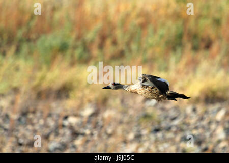 Erklommene Ente, Lophonetta Specularoides, Neuquen Patagonien Argentinien Stockfoto