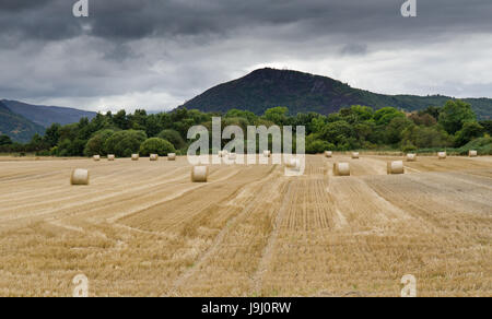 Ein Feld von Heuballen und Stoppeln am Marybank in der Nähe von Inverness in den Highlands von Schottland. Stockfoto