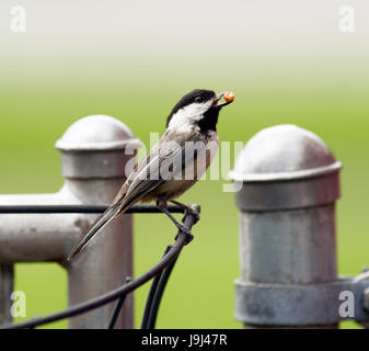 Ein schwarz-capped Chickadee reist die Zaunleitung, sammeln von Nahrung, um ihre Jungen zu nehmen Stockfoto