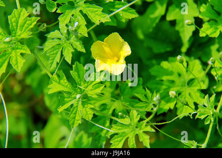 Die grünen Blättern und gelben Blüten der Momordica oder bitterer Kürbis, Gemüse, Kräuter Stockfoto