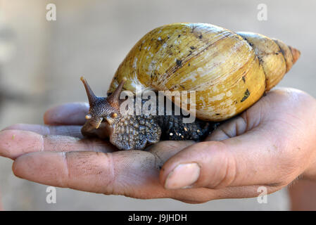 Riesige Afrikanische land Schnecken Stockfoto