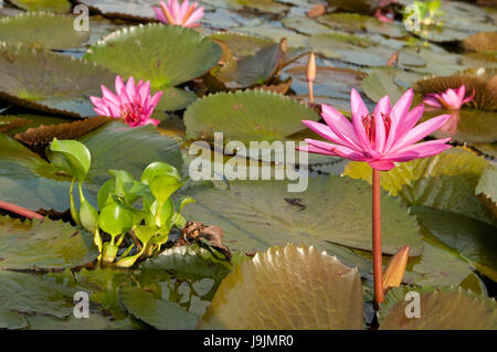 Red Indian Seerose - offene Blume (Nymphaea Pubescens) - Tale Noi - Patthalung - Thailand Stockfoto