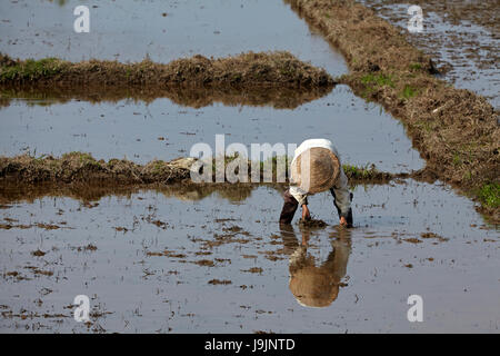 Landwirt im Reisfeld in der Nähe von Hue, Thua Thien Hue Provinz North Central Coast, Vietnam Stockfoto
