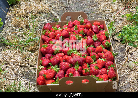 Karton mit frisch gepflückten Erdbeeren Stockfoto