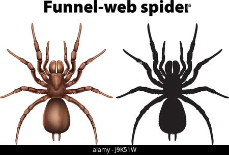 Funnel Web Spider in Silhouette und farbige Darstellung Stock Vektor