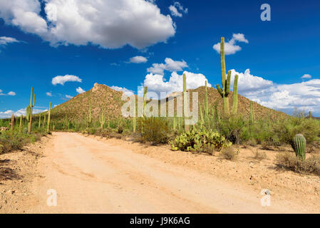 Reisen Sie in der Saguaro-Nationalpark, Arizona. Stockfoto