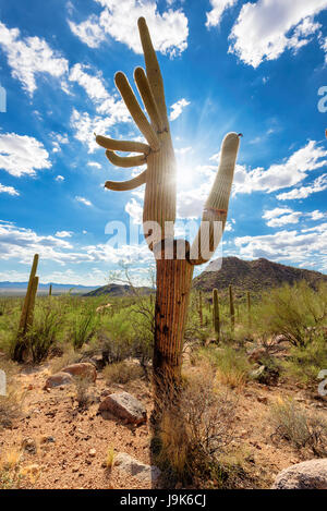 Saguaro Kaktus bei Sonnenuntergang in der Sonora-Wüste, Arizona. Stockfoto
