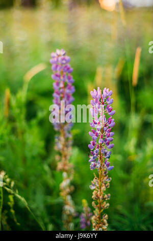 Wilde Blumen Lupine In Sommerwiese Wiese bei Sonnenuntergang Sonnenaufgang. Hautnah. Lupinus, allgemein bekannt als Lupin oder Lupine, ist eine Gattung von Blütenpflanzen In Stockfoto