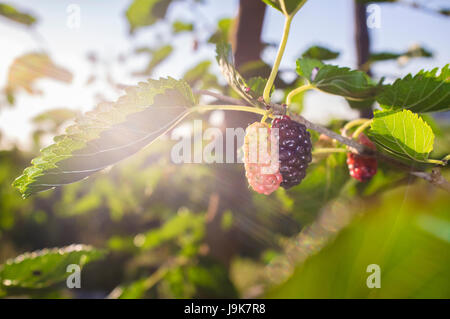 Schwarze Maulbeere am Zweig mit Sonnenstrahl oder Morus Nigra. Closeup Stockfoto