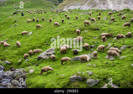 Schafe auf einer Wiese neben Transfagarasan Straße (DN7C) überquert den südlichen Teil der Karpaten in Rumänien Stockfoto