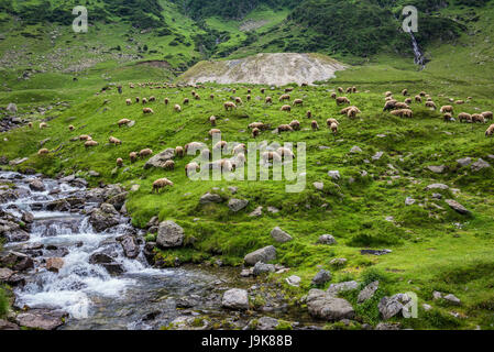 Schafe auf einer Wiese neben Transfagarasan Straße (DN7C) überquert den südlichen Teil der Karpaten in Rumänien Stockfoto