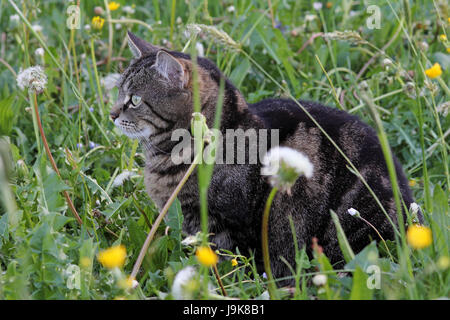 eine Tabbykatze auf Mäusejagd im Feld Stockfoto