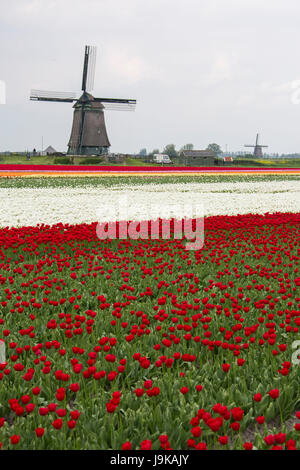 Bunte Tulpenfelder umrahmen die Windmühle im Frühjahr Berkmeer-Koggenland-Nord-Holland-Niederlande-Europa Stockfoto