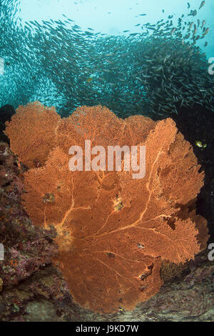 Riesigen orangefarbenen Gorgonien in voller Blüte, umgeben von einem großen Schwarm Köderfische Ball gegen kristallklarem blauen Wasser in Similan, Thailand Stockfoto