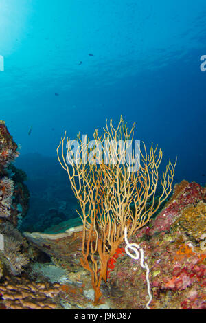 Gelben Meer whip Korallen stehen gegen kristallklarem Wasser in der Andamanensee, Thailand Stockfoto