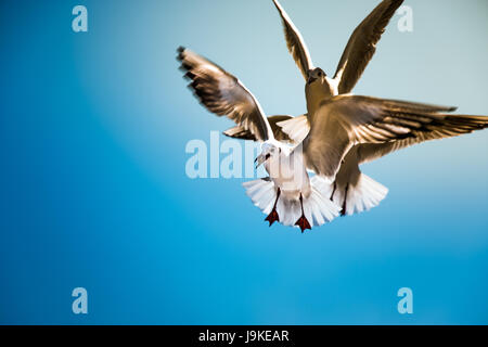 Bewegungsunschärfe Silhouette Taube fliegen mit Flügeln in der Luft über blauen Himmel gegen gelbe warme Strahl Lay, Frieden und Freiheit-Konzept Stockfoto