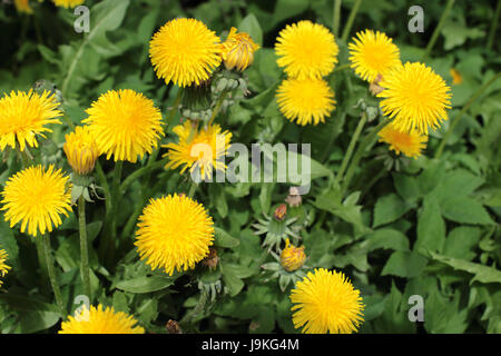 Viele gelbe Blumen Löwenzahn auf grünem Hintergrund Stockfoto