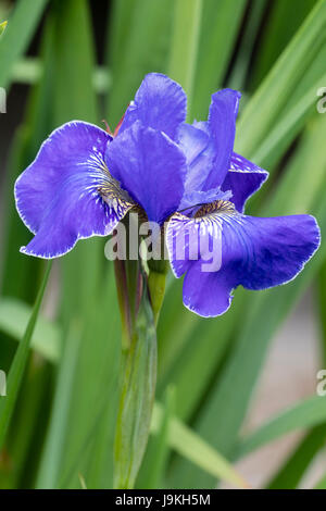 Nahaufnahme der Blüte der ausgewählten Form der Sibirischen Schwertlilie, Iris Sibirica "Silver Edge" Stockfoto