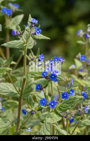 Leuchtend blaue Blüten der britischen einheimischen Wildblume, Pentaglottis sempervirens, der grünen Alkanet Stockfoto