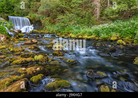 Frankreich, Doubs, Jura Regionale Naturpark, Mouthe, die Quelle des Doubs ist ein paar Meter vor dem Wasserfall Stockfoto