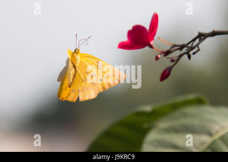 Gelben Schmetterling auf rote Blume Stockfoto