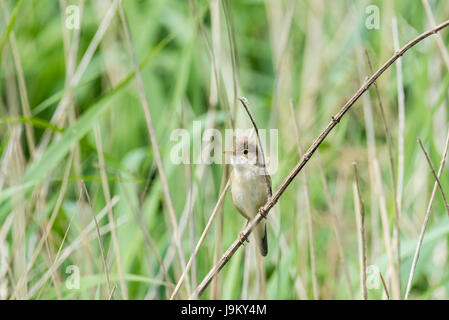 Reed Warbler (Acrocephalus Scirpaceus) im Schilf Stockfoto