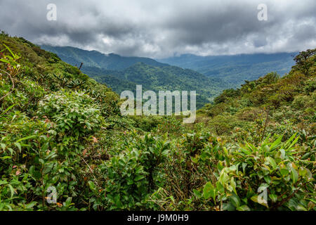 Nebelwald über Bosque Nuboso Monteverde, Costa Rica Stockfoto