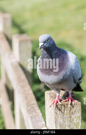 Wilde Taube Stand auf einem Zaunpfahl Stockfoto