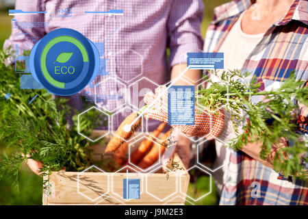 Älteres Paar mit Box Kommissionierung Karotten auf Bauernhof Stockfoto