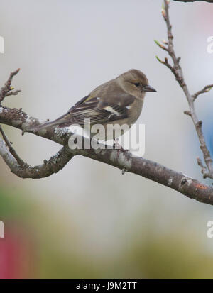 CAMMON BUCHFINK-Weibchen auf Ast im Garten 2017 Stockfoto