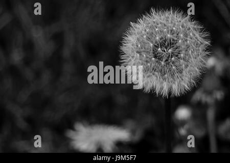 Löwenzahn Blüte und Samen Leiter in einem einzigen Bild zusammengesetzt. Stockfoto