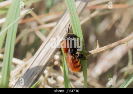 Eine frühe Honigbiene, ruht auf einem Rasen-Stiel Stockfoto