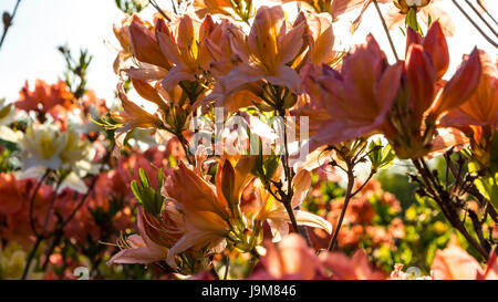 Rosa Blüten der Azalee (Rhododendron Indicum) im Garten hautnah. Hintergrundbeleuchtung Stockfoto