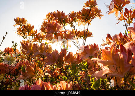 Rosa Blüten der Azalee (Rhododendron Indicum) im Garten hautnah. Hintergrundbeleuchtung Stockfoto