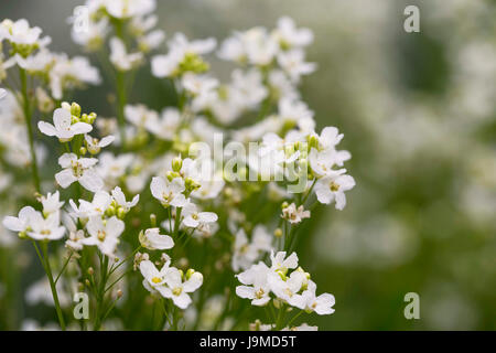 Meerrettich Blumen Komposition im Freien im Garten Stockfoto