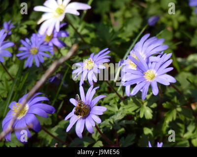 Anemony Holz. Anemone Nemorosa. Stockfoto