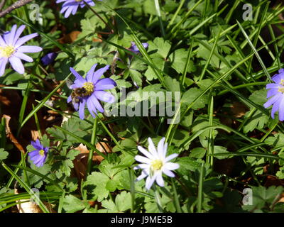 Anemony Holz. Anemone Nemorosa. Stockfoto