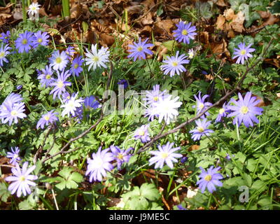 Anemony Holz. Anemone Nemorosa. Stockfoto