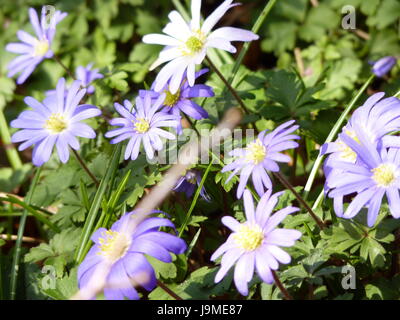 Anemony Holz. Anemone Nemorosa. Stockfoto