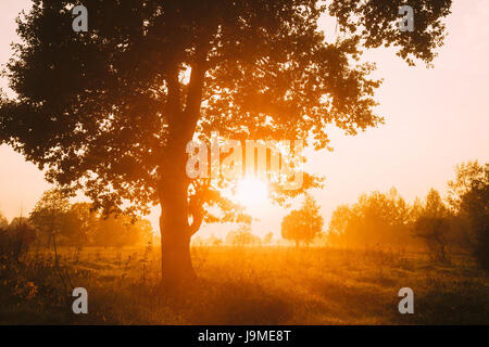 Sonnenauf- oder Sonnenuntergang In Misty Waldlandschaft. Sonne Sonnenschein mit natürlichem Sonnenlicht durch Holz Eiche In Morgen Wald. Malerische Aussicht. Herbst Stockfoto